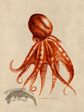 Octopus Orange 10